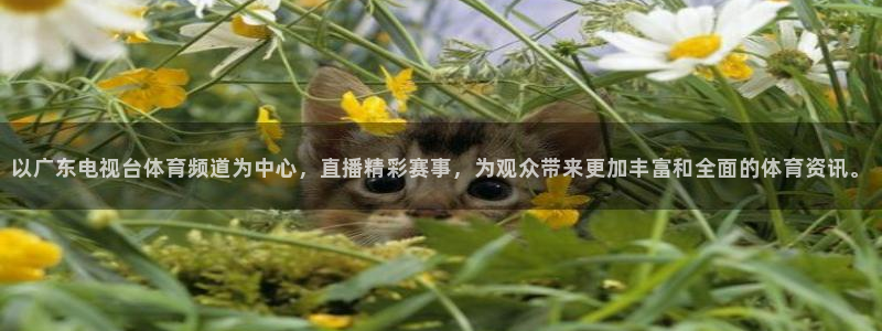 以广东电视台体育频道为中心，直播精彩赛事，为观众带来更加丰富和全面的体育资讯。