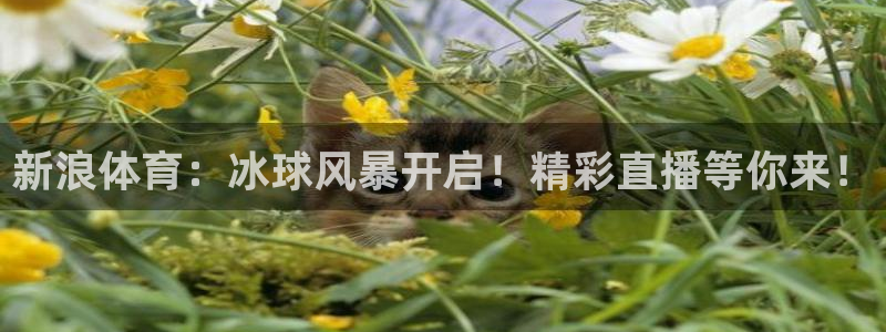新浪体育：冰球风暴开启！精彩直播等你来！