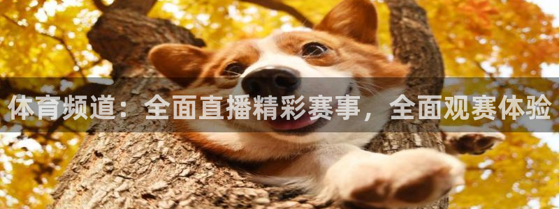 体育频道：全面直播精彩赛事，全面观赛体验